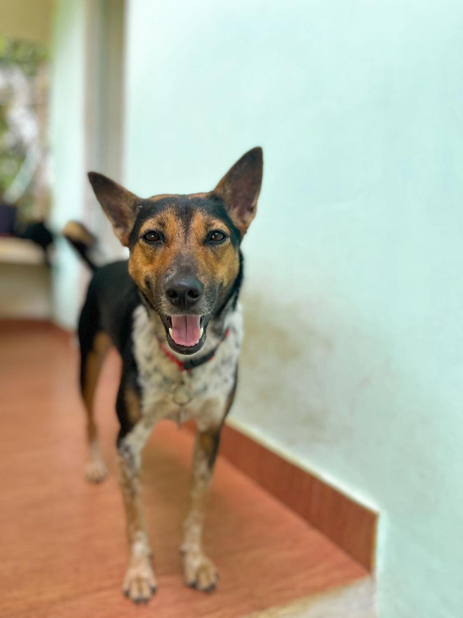Baba Luru'S Daire Varkala Dış mekan fotoğraf